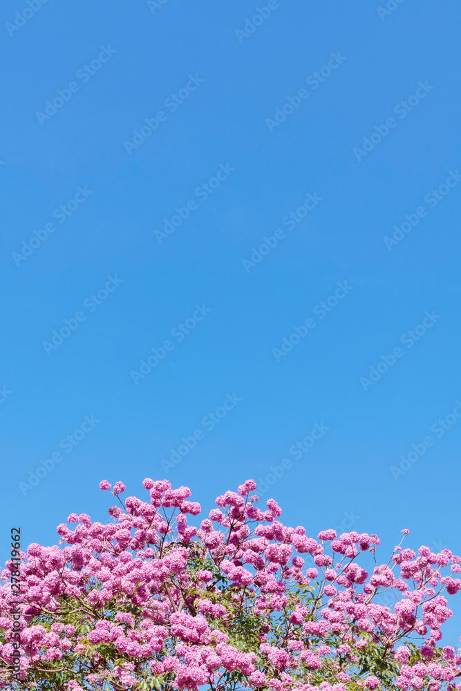 Pink ipe, pink trumpet or pink tab tree (Handroanthus impetiginosus).