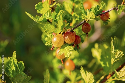 Beautiful close up view of green gooseberry isolated. Beautiful green backgrounds.	 photo