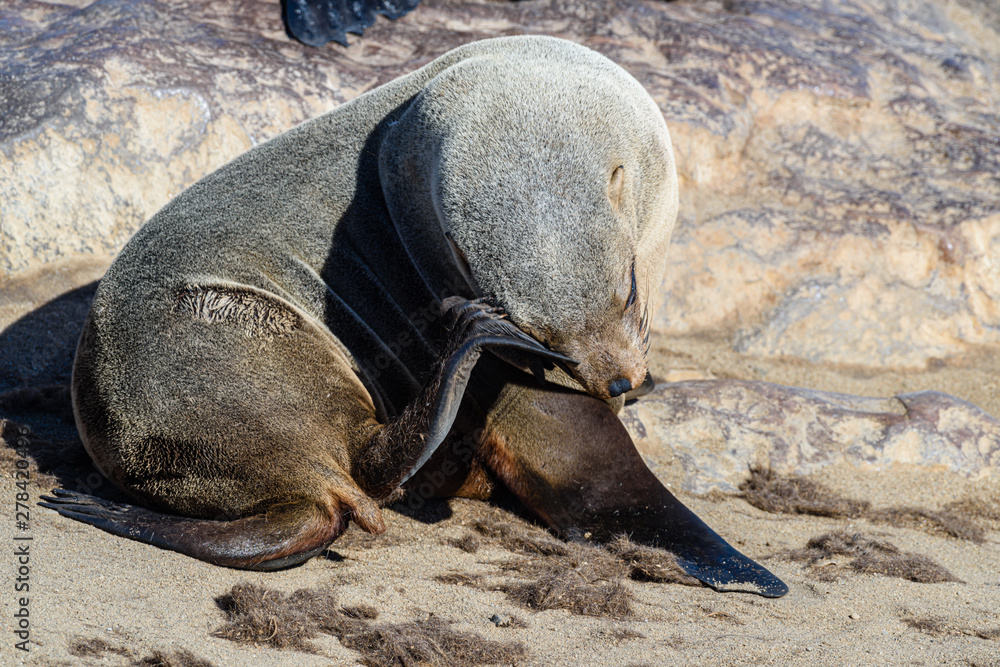 Fototapeta premium Young female Cape Fur Sea scratches herself with her hind flipper. Cape Cross, Namibia