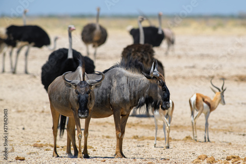 Common Wildebeest - Connochaetes taurinus  common antelope from African savannas and grasslands  Etosha National Park  Namibia.