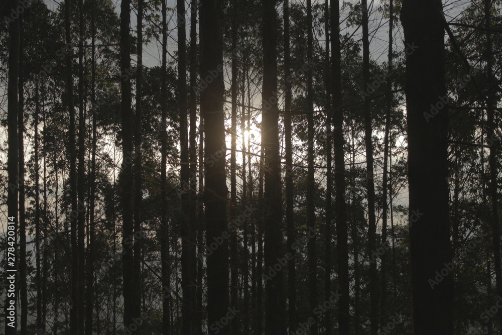 the woods the woods