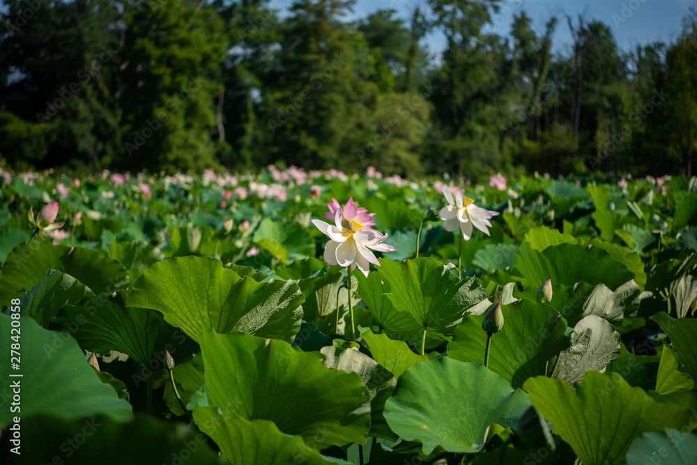 Water Lilies and Lotus Flowers Water Lilies and Lotus Flowers