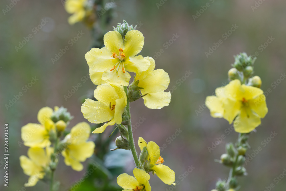 mullein, velvet plant yellow flowers mullein, velvet plant yellow flowers