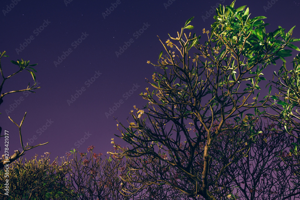 Trees against the dark night sky. Trees against the dark night sky.