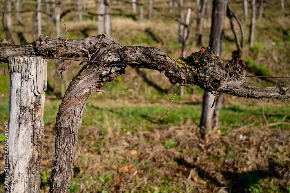 Pruned vines in early spring in vineyard Pruned vines in early spring in vineyard