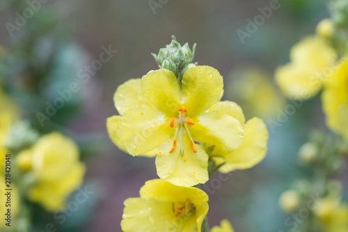 mullein  velvet plant yellow flowers