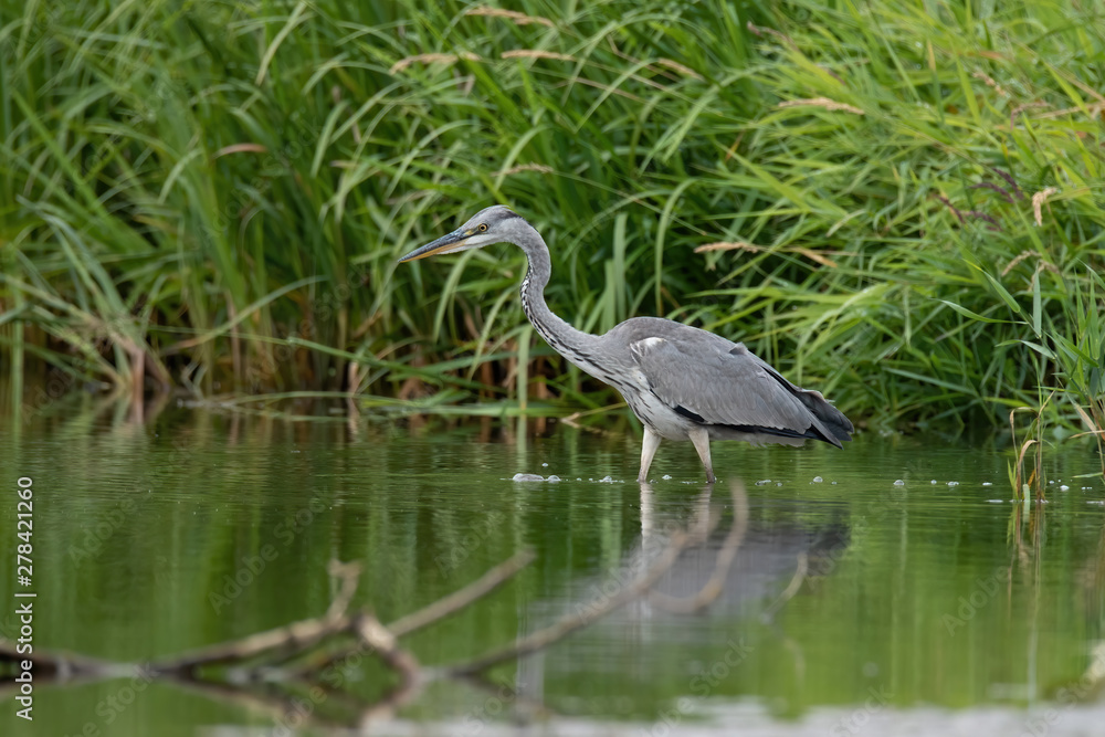 Naklejka premium Grey heron (Ardea cinerea)
