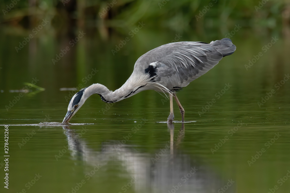 Fototapeta premium Grey heron (Ardea cinerea)