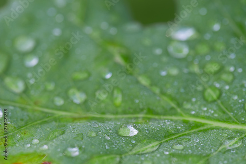 water drops on summer oak green leaves