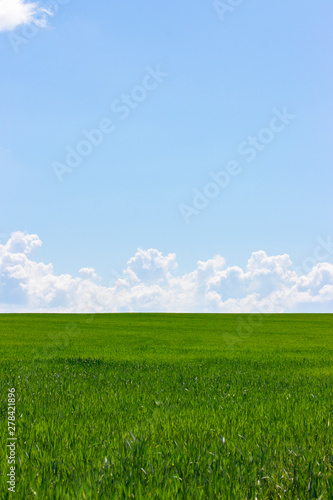 Green field and blue sky with white clouds  the background wallpaper landscape vertical. Rural landscape with wheat sprouts  sky with clouds  a clear sunny day