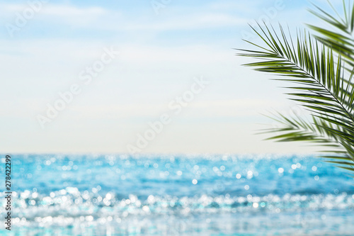 palmen vor unscharfem meer © winyu
