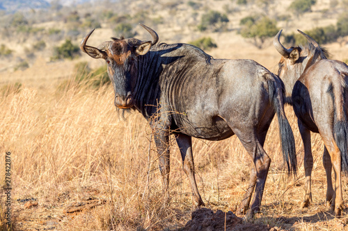 single african blue wildebeest © mikefoto58