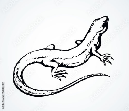 Little lizard. Vector drawing icon