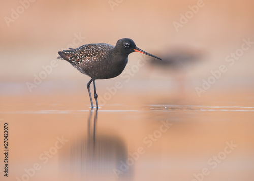 Spotted Redshank (Tringa erythropus)