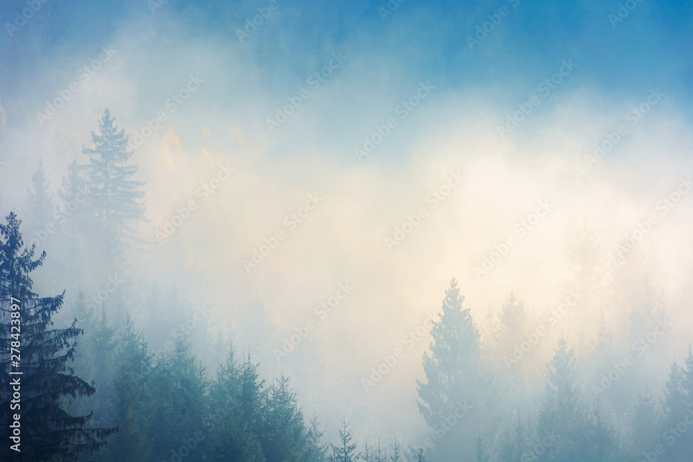 coniferous trees in the fog on the hill. amazing nature phenomenon in the chilly morning. awesome autumn background. deep atmospheric scenery in yellow and cyan tones. beautiful relaxing moment. coniferous trees in the fog on the hill. amazing nature phenomenon in the chilly morning. awesome autumn background. deep atmospheric scenery in yellow and cyan tones. beautiful relaxing moment.