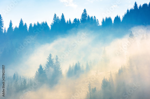 coniferous trees in the fog on the hill. amazing nature phenomenon in the chilly morning. awesome autumn background. deep atmospheric scenery in yellow and cyan tones. beautiful relaxing moment.
