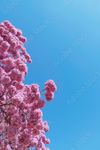 Pink ipe, pink trumpet or pink tab tree (Handroanthus impetiginosus).