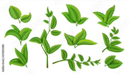 Realistic tea leaves and branches. Green plants and herbs isolated on white, natural tea leaf collection. Vector refreshing drink herbal agricultural set
