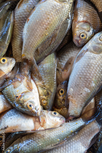 Texture of scales of the fresh river fish caught early in the morning. Ready photo background. Macro.