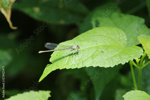 Blue Dragonfly Sunning on a Leaf