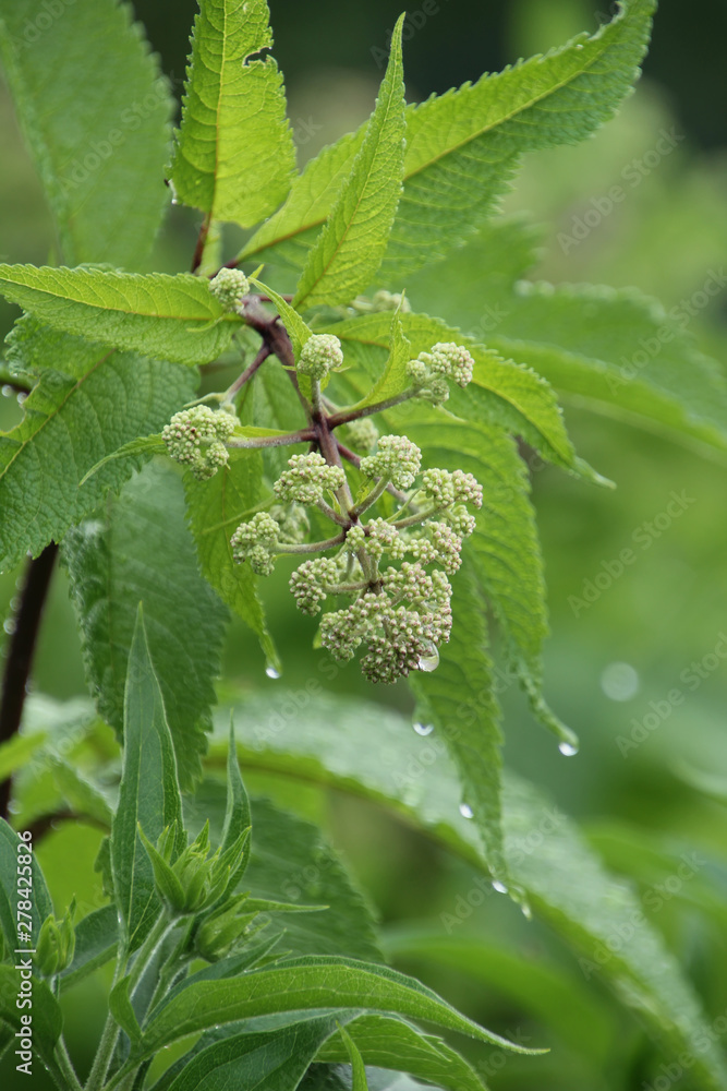Rain Drops on the Buds Rain Drops on the Buds