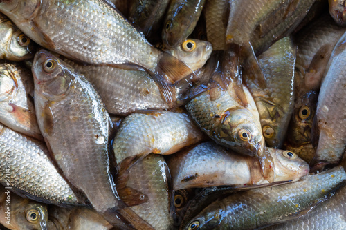 Texture of scales of the fresh river fish caught early in the morning. Ready photo background. Macro.