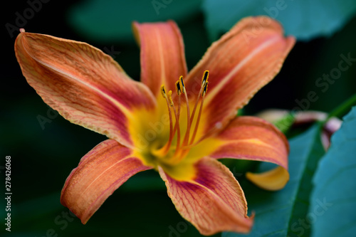 closeup of lily