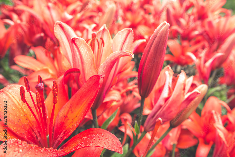 Fototapeta premium Flowers lily coral color on the background of nature, summer background