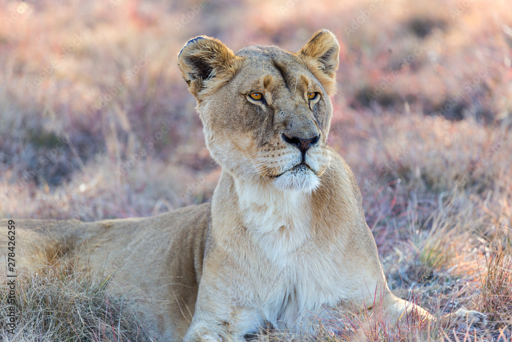 female lioness reclined in the shade female lioness reclined in the shade