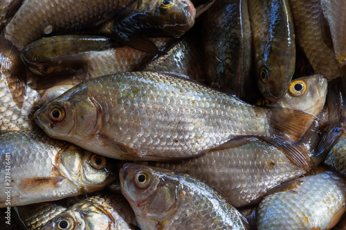 Texture of scales of the fresh river fish caught early in the morning. Ready photo background. Macro.