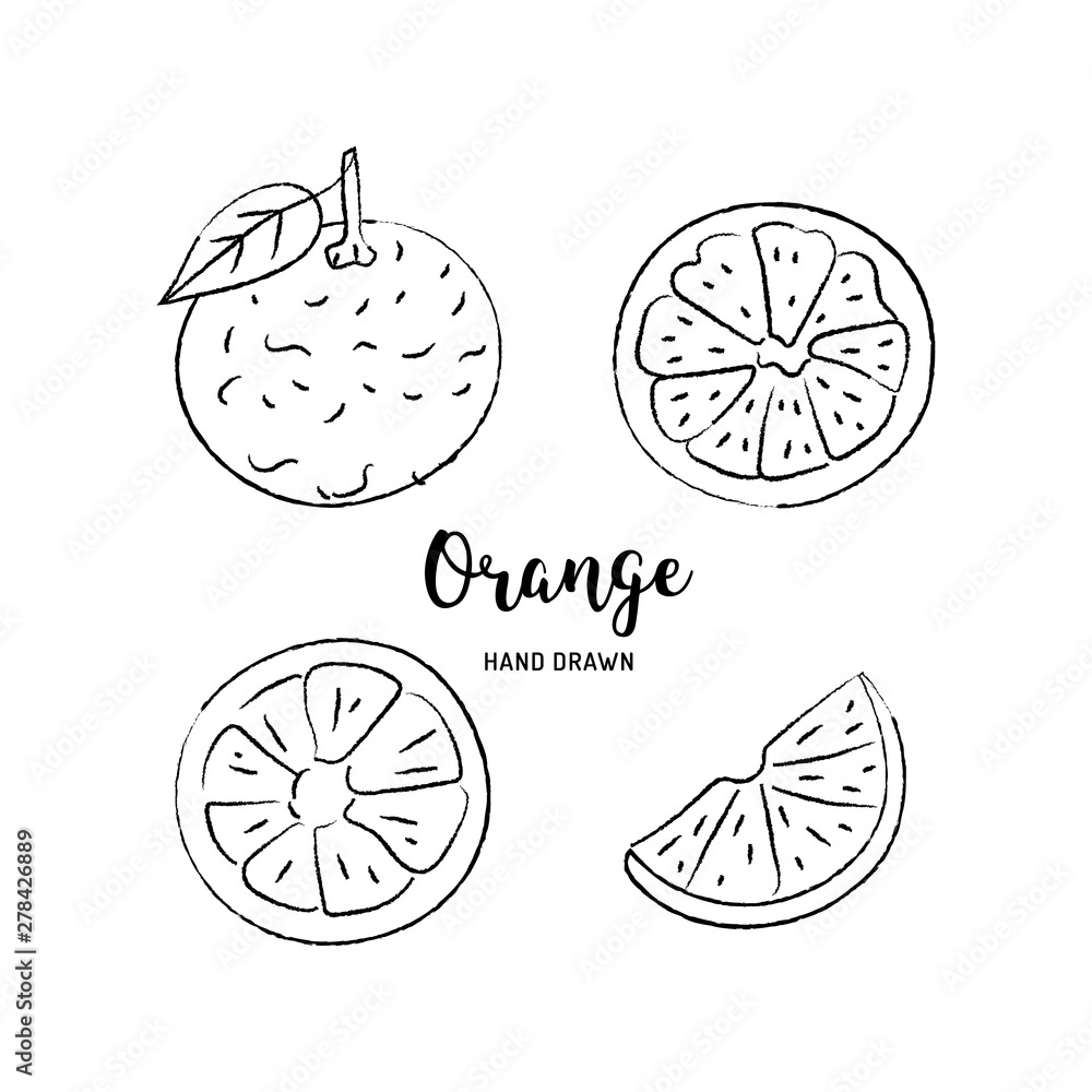 Orange fruit drawing, orange slices. Sketch of oranges on a white
