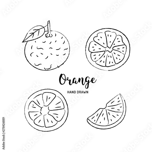 Orange fruit drawing, orange slices. Sketch of oranges on a white background. Vector isolated illustration