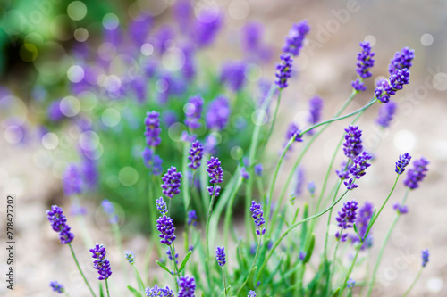 lavender flowers in a garden