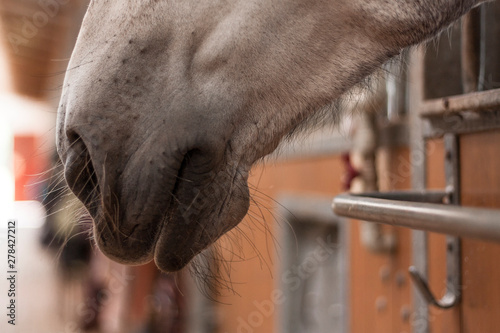 Grey andalusian horse standing in the stable box. Animal portrait. Close up of the nose, side view.