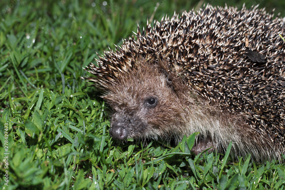 Hedgehog, wild animal with cute nose close up. Native European adult