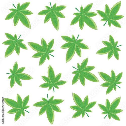 cannabis leafs plant nature pattern