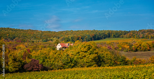 Vineyard with small houses ...