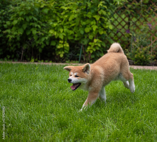 Young akita puppy in the ga...