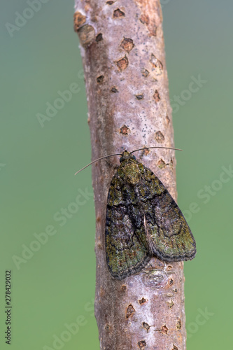 owlet moth - Tree-Lichen Beauty - Cryphia algae photo