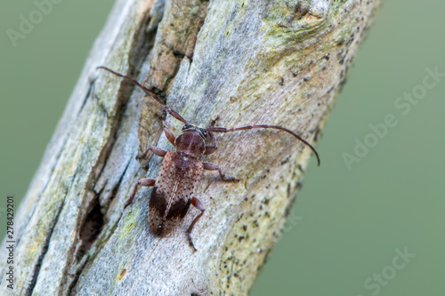 a Longhorn beetle - Exocentrus punctipennis photo