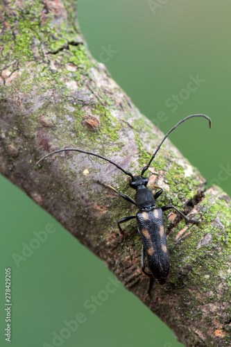 a Longhorn beetle - Anoplodera sexguttata photo