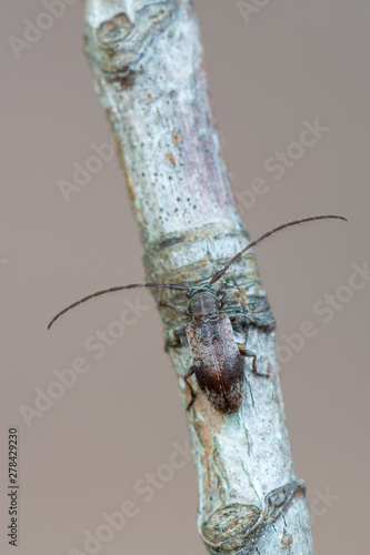 a Longhorn beetle - Exocentrus punctipennis photo