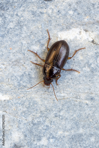 a Ground beetle - Amara bifrons photo