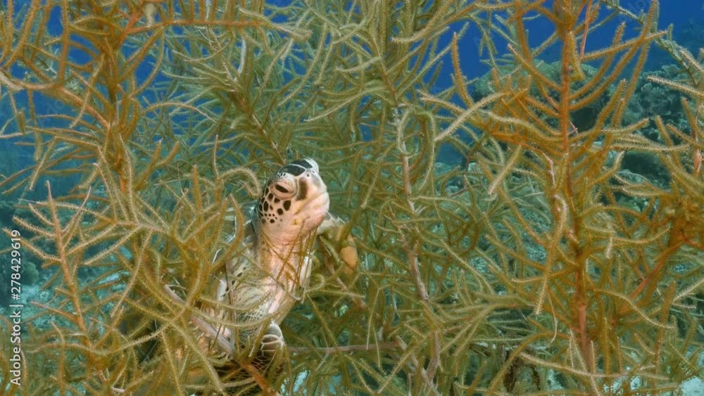 Green Sea Turtle in coral reef of Caribbean Sea around Curacao Green Sea Turtle in coral reef of Caribbean Sea around Curacao