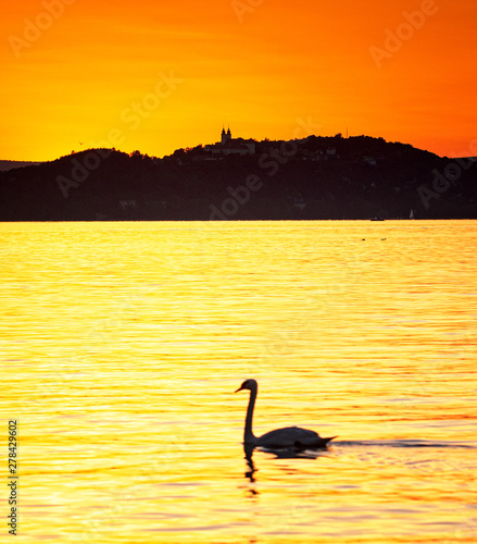 Lake Balaton in summer with swan