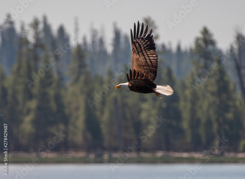 A Bald Eagle in flight against a background of forest, Winema Fremont National Forest photo
