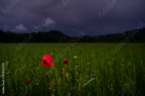 Blumenwiese im abendlicht nach einem Gewittersturm photo