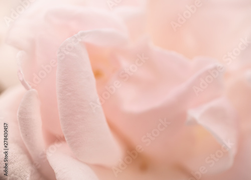 Rosenblüten für eine Hochzeit © Goldziitfotografie