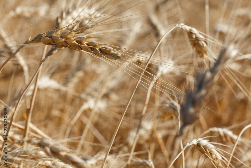 The spica of golden wheat close up. Wheat field. Beautiful nature Sunset Landscape. Rural landscapes under shining sunlight. The spica of golden wheat close up. Wheat field. Beautiful nature Sunset Landscape. Rural landscapes under shining sunlight.