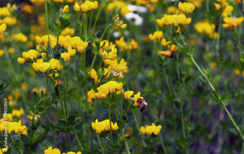 Birdsfoot trefoil flowers with bee pollinating, in Whistler BC, Canada. © ICL